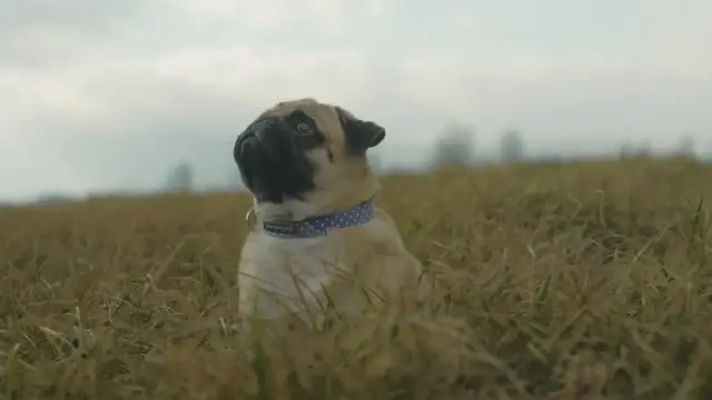 Video thumbnail for 5 Fun Facts about Puppies