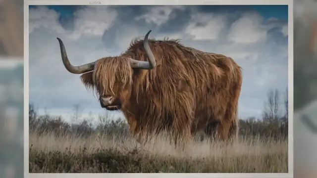 Video thumbnail for How Long Do Cows Live For?