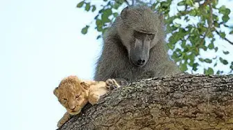 Video thumbnail for Baboon Adopts and Grooms Lion Cub | UNBELIEVABLE!