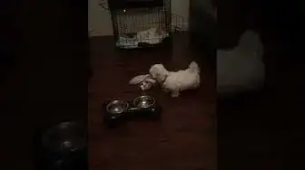 'Video thumbnail for Django finding his bark as a 3 month old Maltese Puppy, with his Dad's Slippers!'