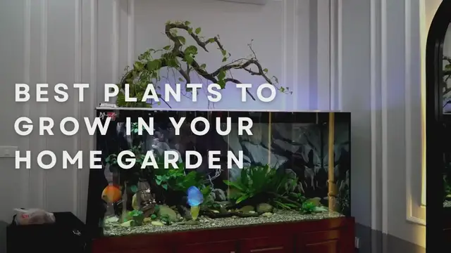 Video thumbnail for Best Plants To Grow In Your Home Garden