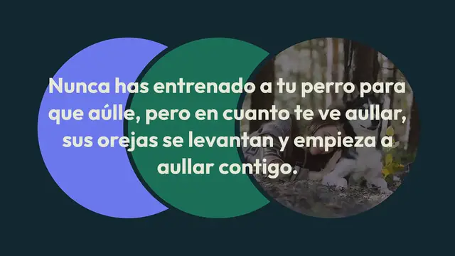 Video thumbnail for ¿Por qué mi perro aúlla cuando yo aúllo?