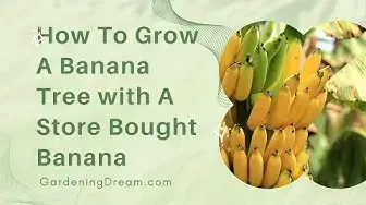 'Video thumbnail for How To Grow A Banana Tree with A Store Bought Banana'