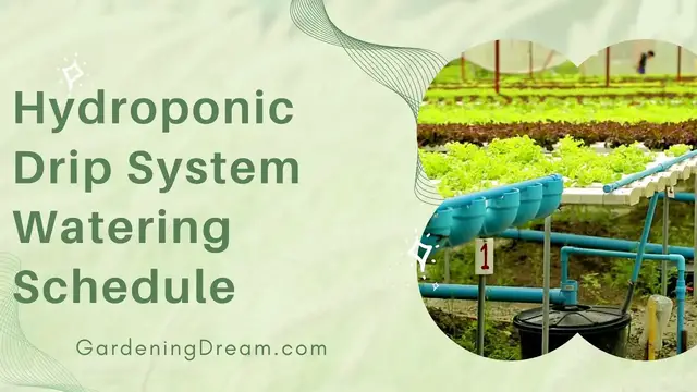 Video thumbnail for Hydroponic Drip System Watering Schedule