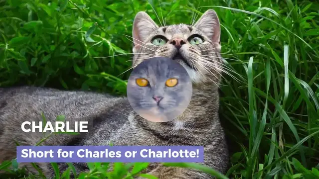 'Video thumbnail for UNIQUE & ADORABLE UNISEX CAT NAMES'