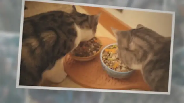 'Video thumbnail for 🐱 [8 Steps] HOW To KEEP Cats From EATING EACH OTHER’S FOOD'