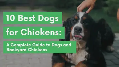 'Video thumbnail for 10 Best (and Worst) Dog Breeds for Chickens'
