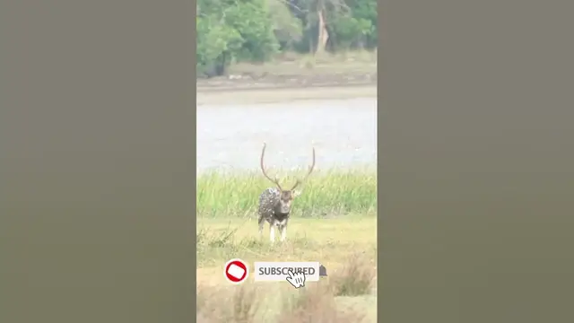 Video thumbnail for Spotted Deer scent-mark by rubbing their facial glands against grasses and bushes