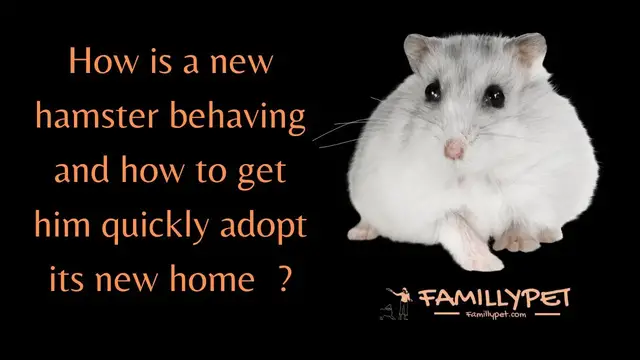 Video thumbnail for How is a new hamster behaving and how to get him quickly adopt its new home  ?