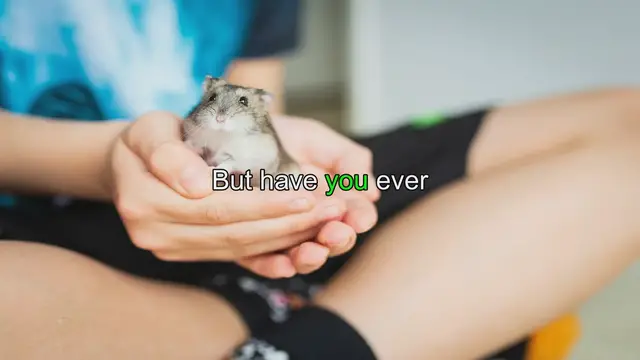 Video thumbnail for Hamster Lifespan: Data & Care