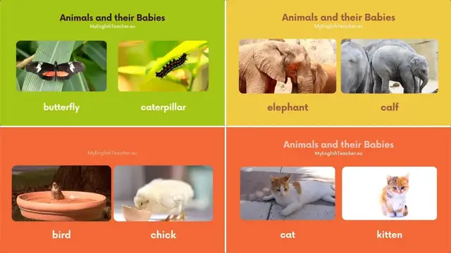 Video thumbnail for Animals and Their Babies Names in English 🐯