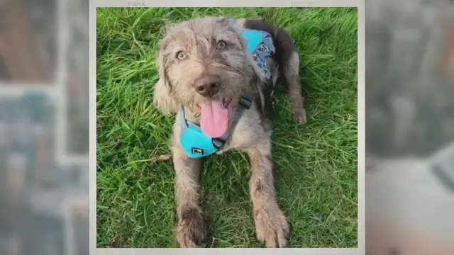 'Video thumbnail for Merle Labradoodles – Attractive Dogs With a Risk!'