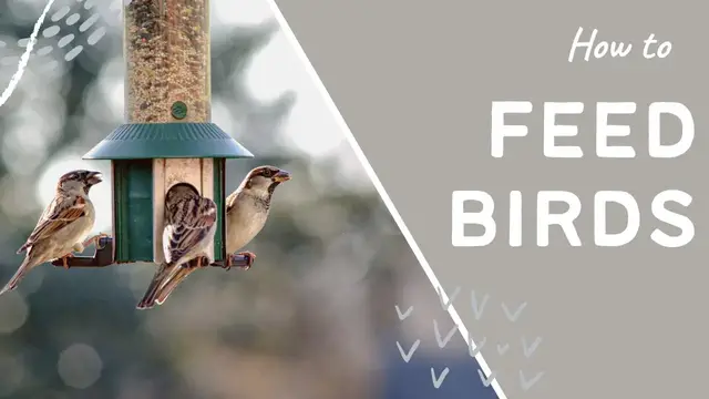 'Video thumbnail for ✅ Essential Tips for Feeding Birds 🐦🌿 | Best Places to Position Your Bird Feeders for Maximum Attraction 🌱✨'