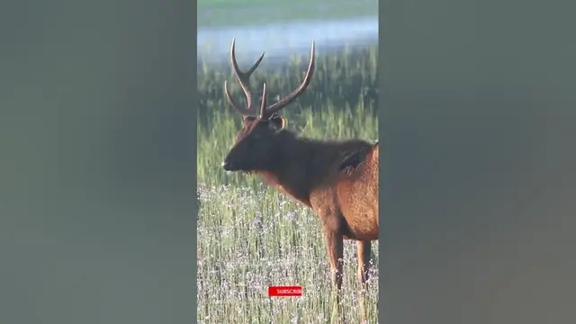 Video thumbnail for Beautiful sambar stag in Willu grass land