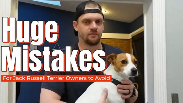 Video thumbnail for HUGE Mistakes Jack Russell Terrier Owners Make [Avoid These For Success] #jackrussellterrier #jrt