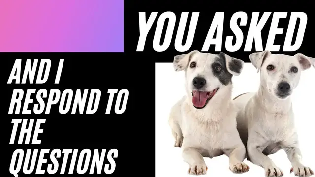 Video thumbnail for Jack Russell Terrier Frequently Asked Questions (You Asked And I Answered)