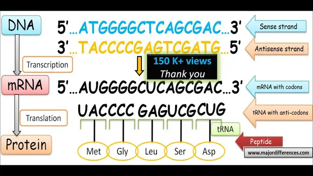 Video thumbnail for Difference between Sense Strand and Antisense Strand of DNA