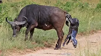 Video thumbnail for Buffalo Birth and Cute First Steps