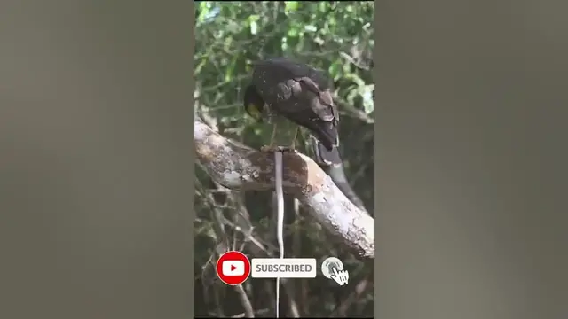 Video thumbnail for crested serpent eagle eating a snake #shorts