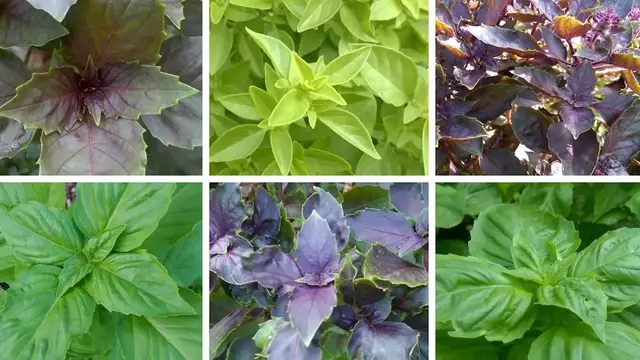 Video thumbnail for Where Does Basil Grow Best?