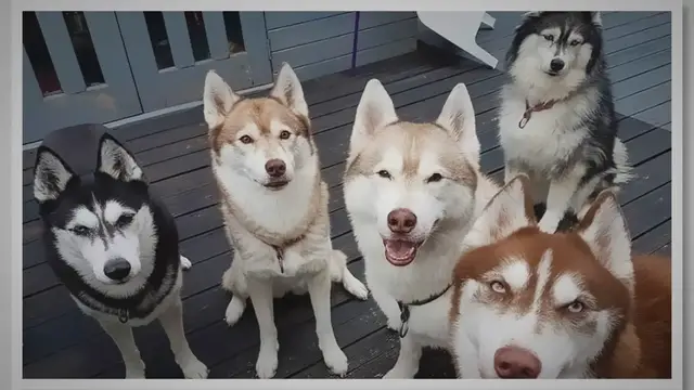 'Video thumbnail for Common Husky Colors – from Agouti to Red'