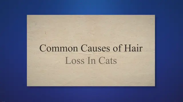 'Video thumbnail for The Catnip Times'
