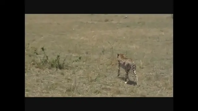 Video thumbnail for  Cheetah stalking prey |Cheetah hunting in a grassland