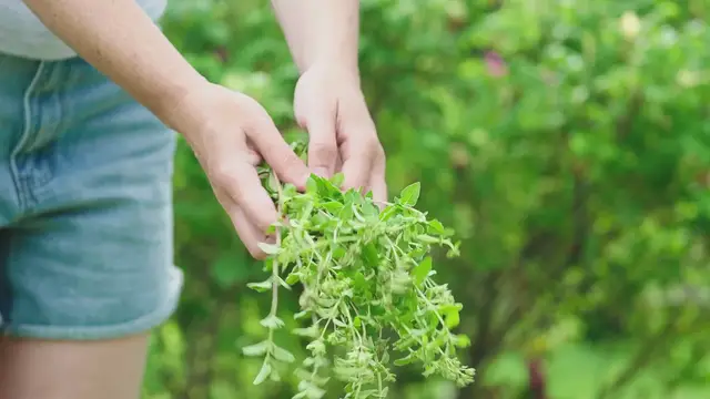 Video thumbnail for Growing Oregano in Pots
