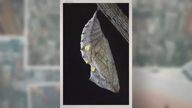 Video thumbnail for What Is a Cocoon Made Of?