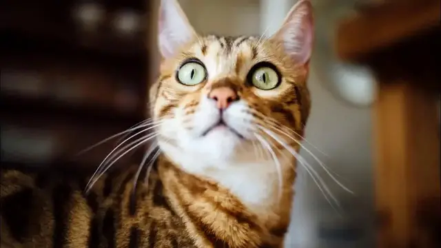 'Video thumbnail for Top 20 Cat Names from movies'
