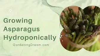 Video thumbnail for Growing Asparagus Hydroponically