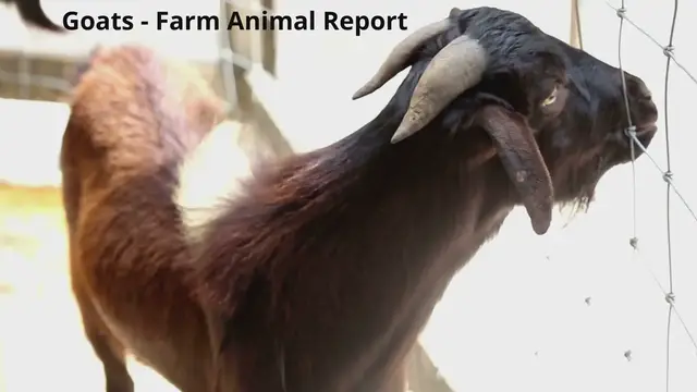 Video thumbnail for Goat biting fence