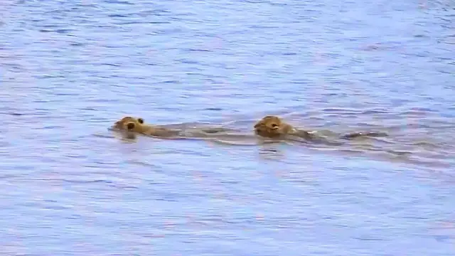 'Video thumbnail for Lion Cubs Risk Croc-Infested River to Reunite with Mom'