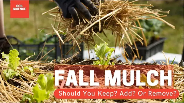 Video thumbnail for Should You Remove Mulch In The Fall? The Benefits Of Removing Mulch. & The Benefits Of Leaving Mulch
