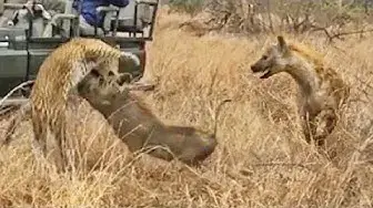 Video thumbnail for Hyena Saves Warthog from Leopard