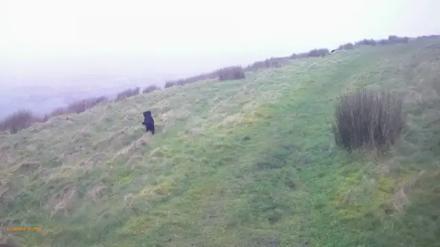 Video thumbnail for Cocker Spaniel Puppy Sit and Stay