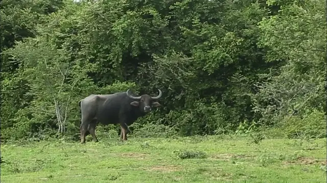 Video thumbnail for Wild buffalo in Wasgamuwa national park