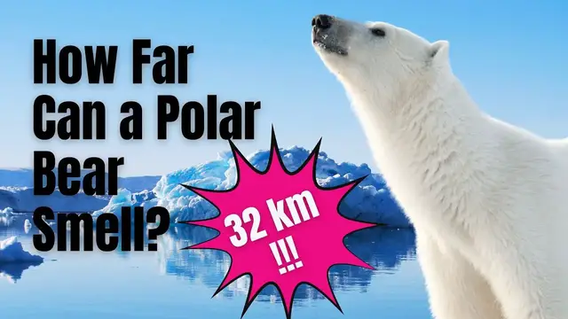 Video thumbnail for How far can a polar bear smell - Polar Bear Climate Change