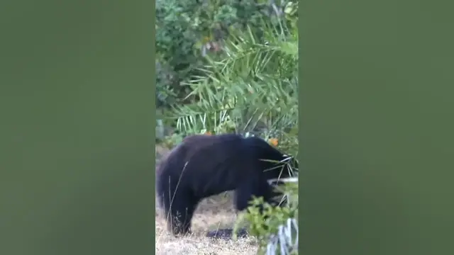 Video thumbnail for Bear #shorts