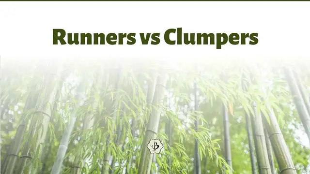 Video thumbnail for Running Bamboo vs Clumping Bamboo