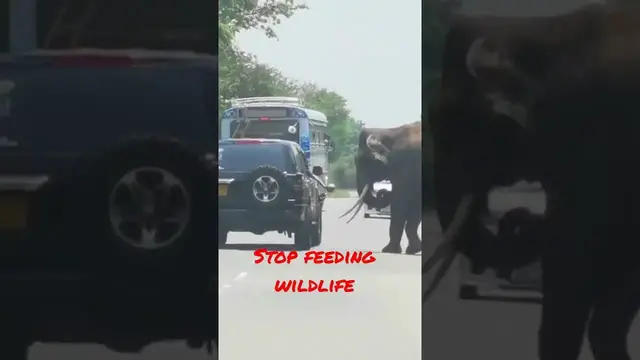 'Video thumbnail for Stop feeding wildlife #shorts'