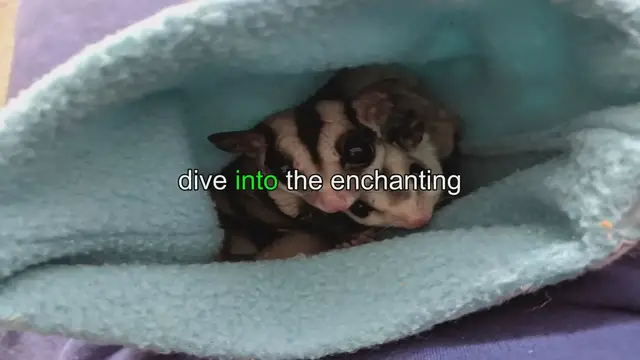 Video thumbnail for Sugar Glider Cost: Ultimate Price Guide