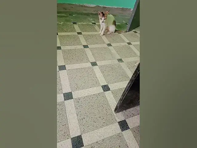 'Video thumbnail for cat'