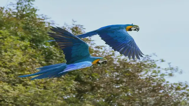 Video thumbnail for Age Identification: 4 Easy Methods for Parakeets
