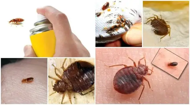Video thumbnail for Natural trick to get rid of bed bugs fast and permanently in your mattress