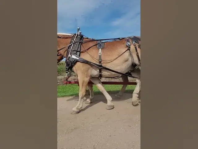 Video thumbnail for Look at these beautiful horses I love horses so much ❤️❤️❤️❤️,
