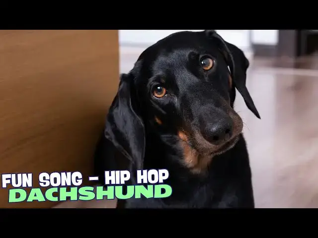 Video thumbnail for 🎶 "Dachshund Deluxe"🌭🐾