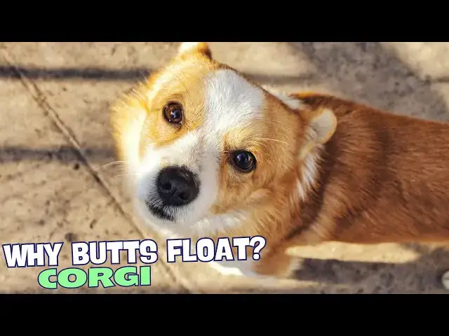 Video thumbnail for 🍑 Why Do Corgi Butts Float? 🐶