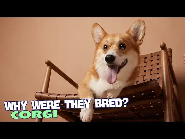 Video thumbnail for 🐾 Why Were Corgis Bred? 🐕