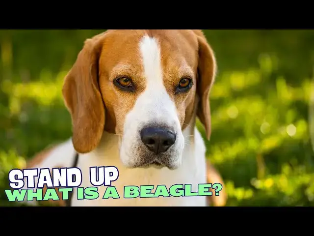 Video thumbnail for 🐕🎉 What is a Beagle Dog? 🐾